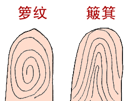 指纹算命-手指纹算命图解-手相算命图解-指纹算命查询