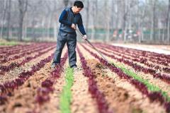 梦见挖地、松土
