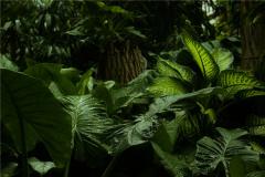 绿植与婚姻风水的关系