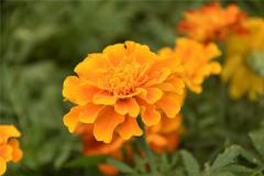 瑜字取名寓意