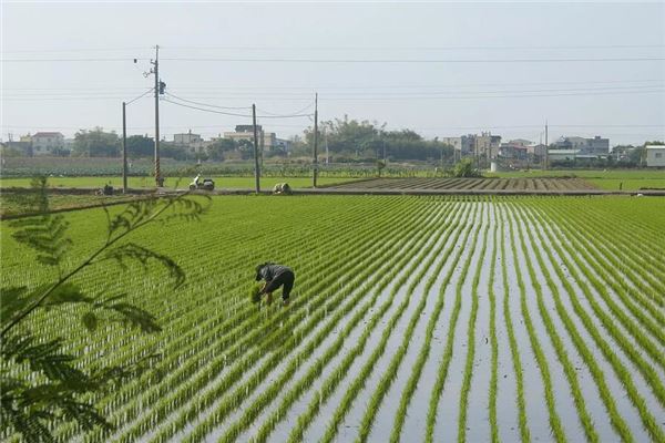 梦见别人插秧什么兆头