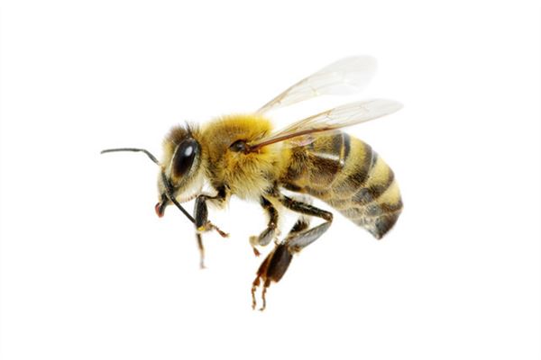 女人梦见蜜蜂是什么预兆