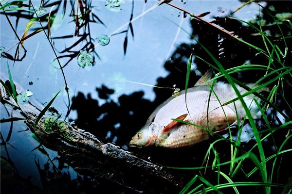 夢見養的魚死了是什麼意思