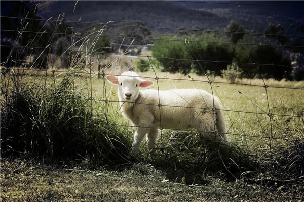 梦见白色羊是什么预兆