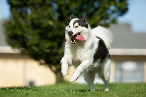 夢見被瘋狗咬是什麼意思