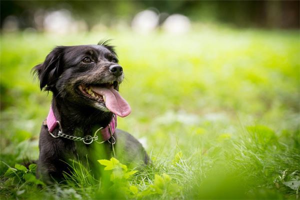 梦见恶犬但没有咬到我什么预兆