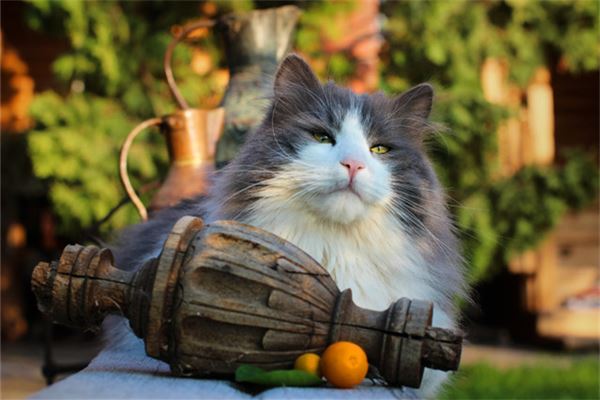 梦见巨型大猫是为什么