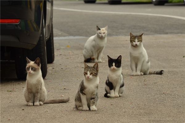 梦见很多猫_昨晚梦到很多猫_梦见好多猫梦见