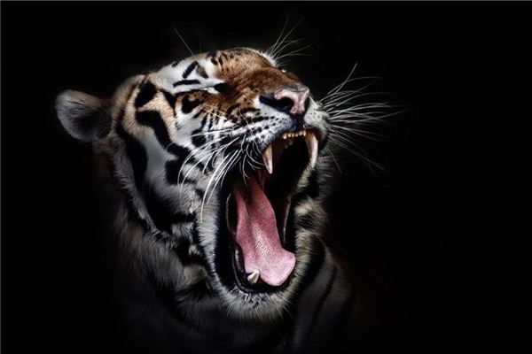 老虎嗷呜的表情包图片
